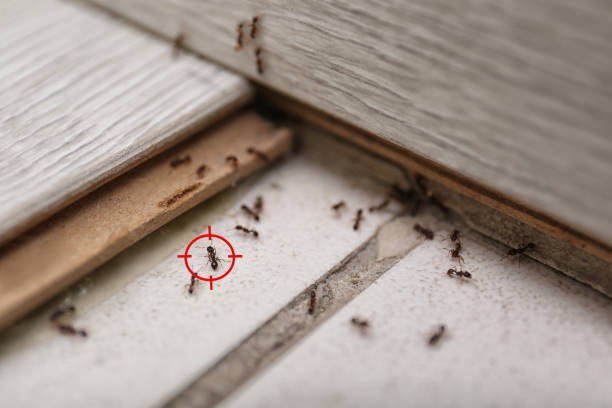 Best Emergency Pest Control  in Milaca, MN