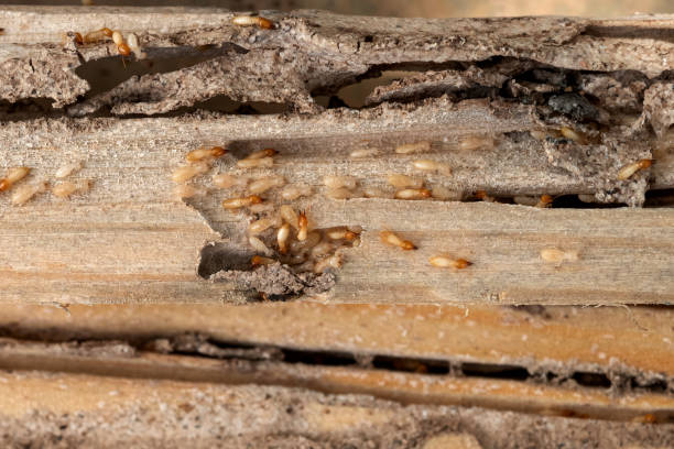 Professional Pest Control in Milaca, MN