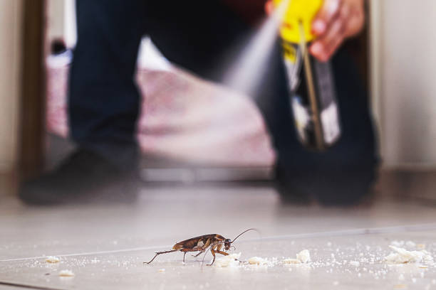 Best Mosquito Control Services  in Milaca, MN